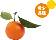 セミノール